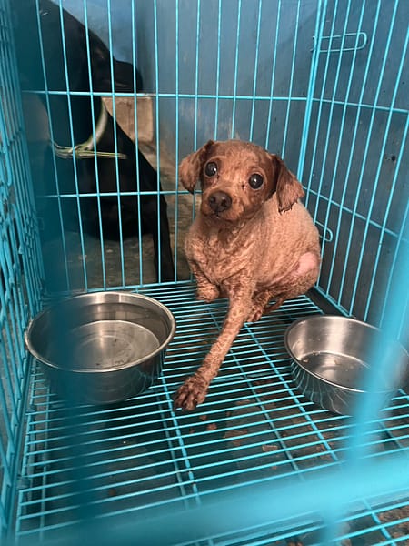 【待認養】貴賓犬 狗 (女生) - 苗栗縣動物保護教育園區