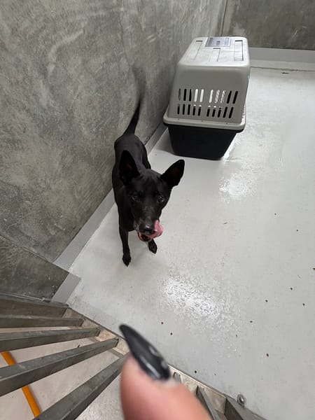 【待認養】混種犬 狗 (男生) - 基隆市寵物銀行
