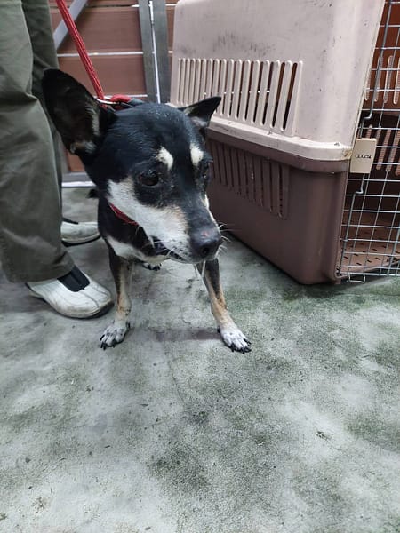 【待認養】混種犬 狗 (男生) - 新北市五股區公立動物之家