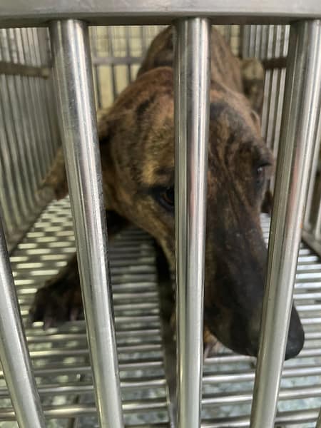 【待認養】混種犬 狗 (女生) - 臺南市動物之家善化站