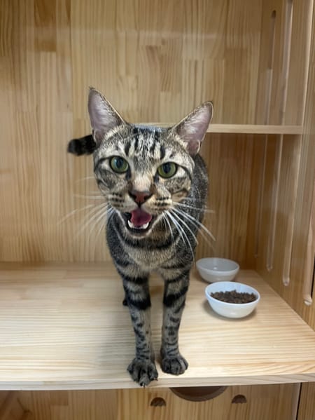 【待認養】混種貓 貓 (男生) - 新北市八里區公立動物之家