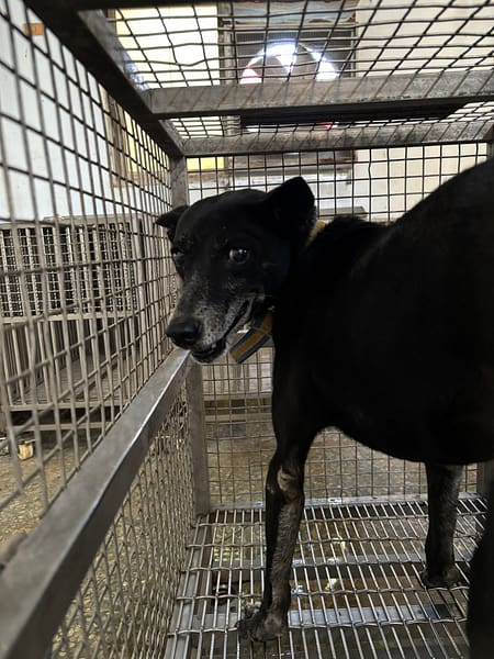 【待認養】混種犬 狗 (女生) - 臺南市動物之家善化站