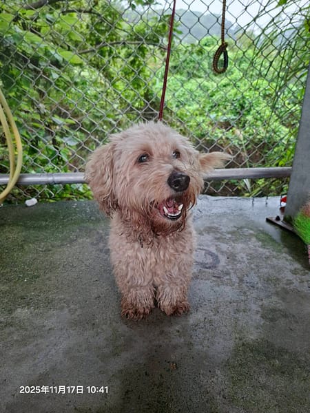 【待認養】混種犬 狗 (男生) - 新北市八里區公立動物之家