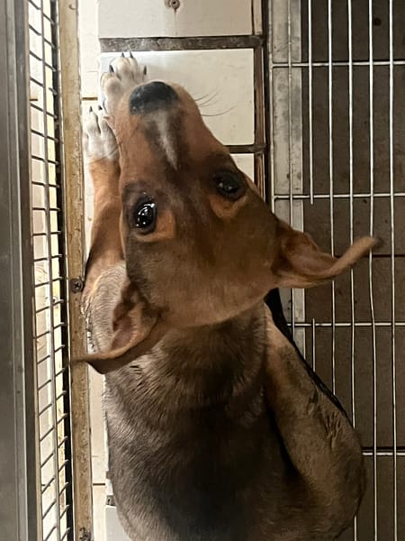 【待認養】混種犬 狗 (男生) - 臺南市動物之家善化站