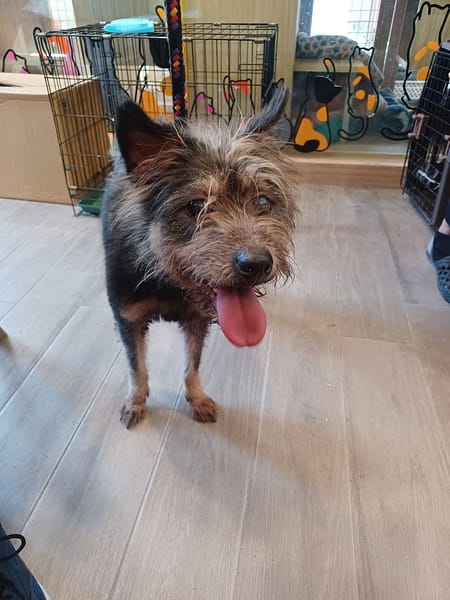 【待認養】混種犬 狗 (女生) - 新北市中和區公立動物之家