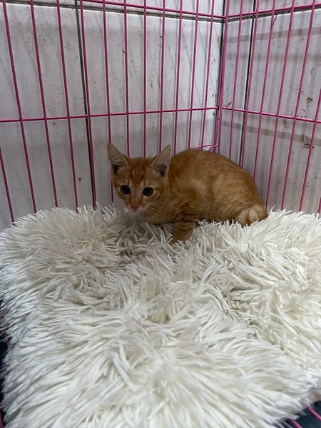 【待認養】混種貓 貓 (男生) - 新北市八里區公立動物之家