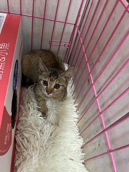 【待認養】混種貓 貓 (女生) - 新北市八里區公立動物之家