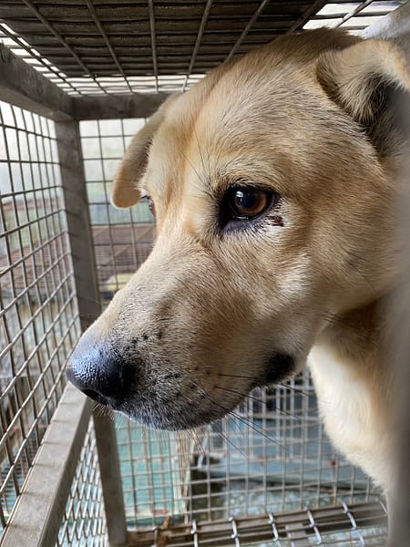 【待認養】混種犬 狗 (男生) - 臺南市動物之家善化站