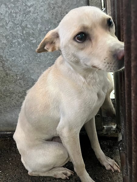 【待認養】混種犬 狗 (女生) - 彰化縣流浪狗中途之家