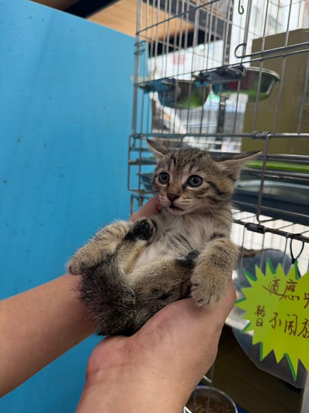 【待認養】混種貓 貓 (女生) - 新北市八里區公立動物之家