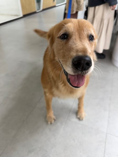 【待認養】黃金獵犬 狗 (女生) - 基隆市寵物銀行