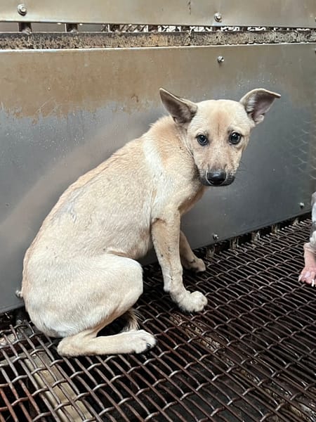 【待認養】混種犬 狗 (女生) - 彰化縣流浪狗中途之家