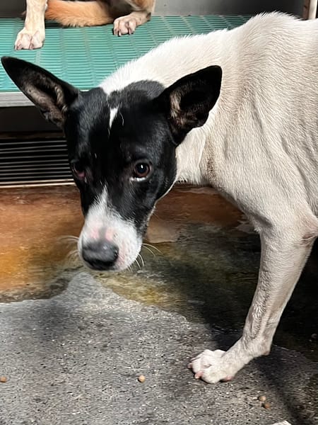 【待認養】混種犬 狗 (男生) - 彰化縣流浪狗中途之家