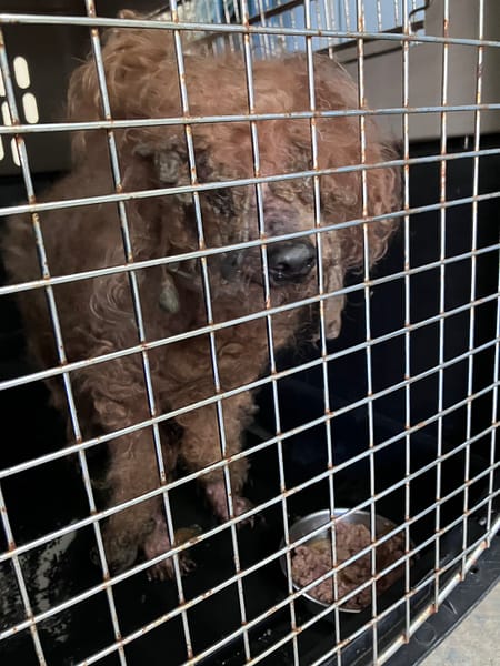 【待認養】貴賓犬 狗 (男生) - 新北市新店區公立動物之家