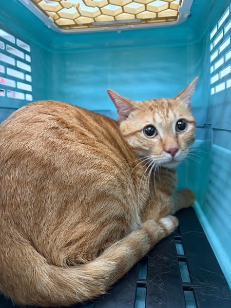 【待認養】混種貓 貓 (男生) - 基隆市寵物銀行