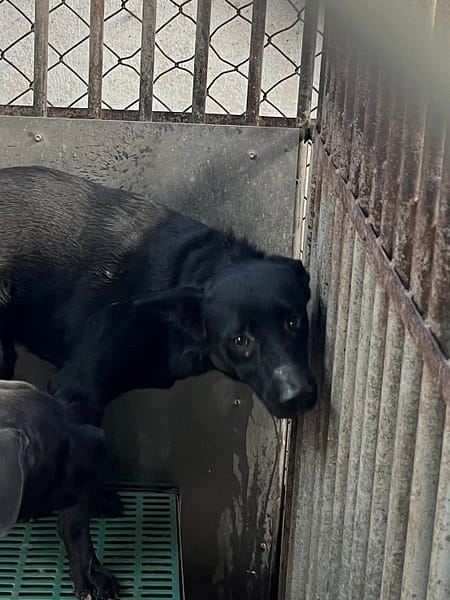 【待認養】混種犬 狗 (男生) - 彰化縣流浪狗中途之家