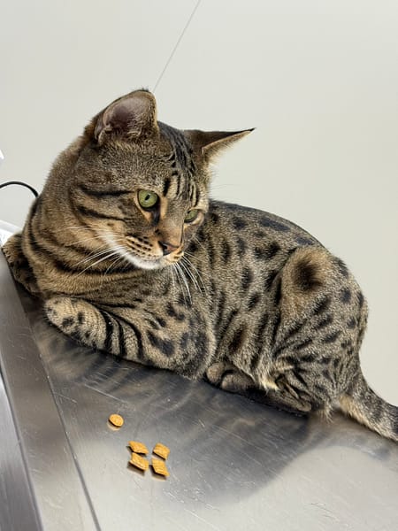 【待認養】混種貓 貓 (男生) - 新北市八里區公立動物之家