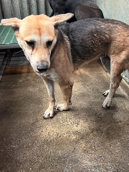 【待認養】混種犬 狗 (女生) - 彰化縣流浪狗中途之家