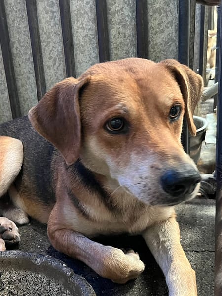 【待認養】混種犬 狗 (男生) - 彰化縣流浪狗中途之家