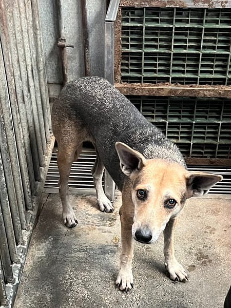 【待認養】混種犬 狗 (女生) - 彰化縣流浪狗中途之家