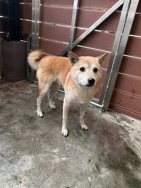 【待認養】柴犬 狗 (男生) - 新北市五股區公立動物之家