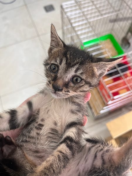 【待認養】混種貓 貓 (男生) - 金門縣動物收容中心