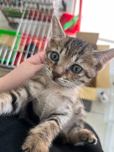 【待認養】混種貓 貓 (女生) - 金門縣動物收容中心