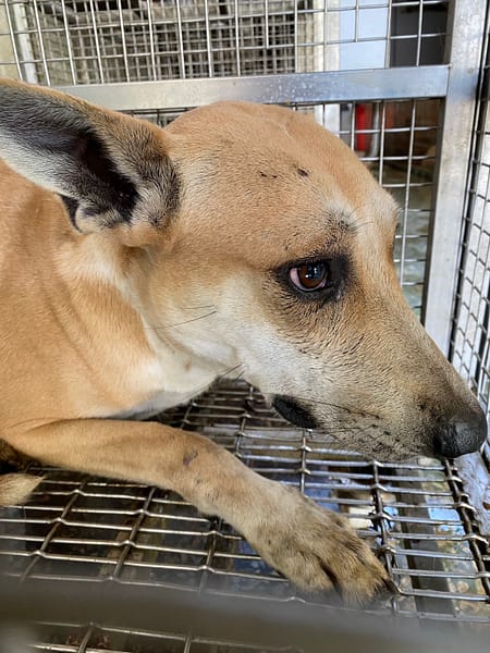 【待認養】混種犬 狗 (男生) - 臺南市動物之家善化站