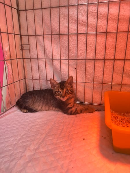 【待認養】混種貓 貓 (男生) - 新北市八里區公立動物之家