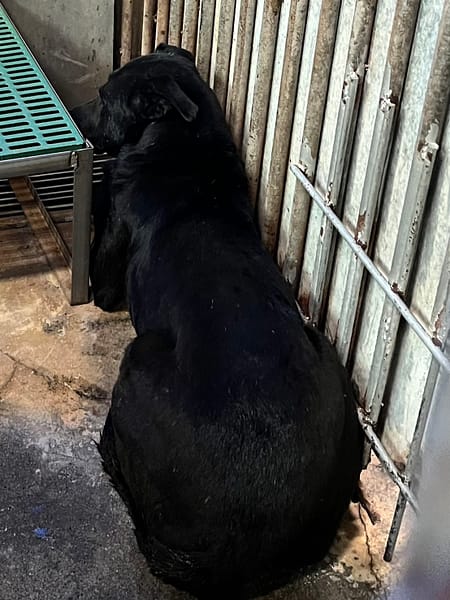 【待認養】混種犬 狗 (男生) - 彰化縣流浪狗中途之家