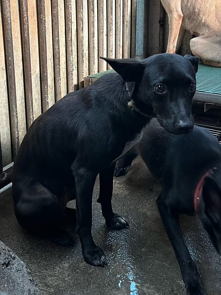 【待認養】混種犬 狗 (女生) - 彰化縣流浪狗中途之家