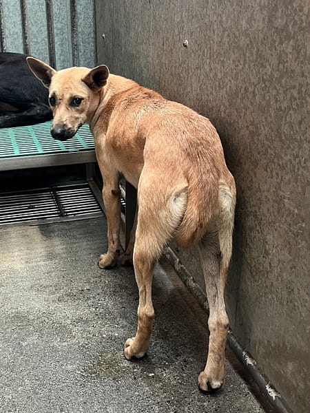 【待認養】混種犬 狗 (女生) - 彰化縣流浪狗中途之家