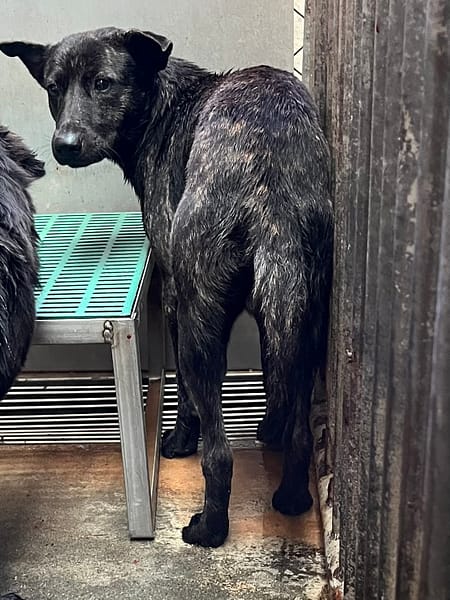 【待認養】混種犬 狗 (男生) - 彰化縣流浪狗中途之家