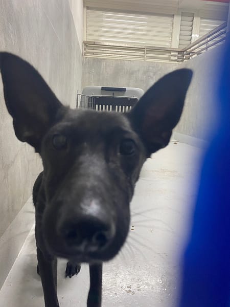 【待認養】混種犬 狗 (女生) - 基隆市寵物銀行