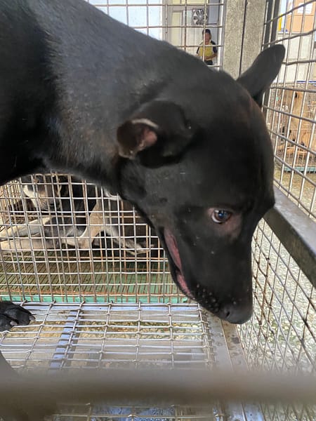 【待認養】混種犬 狗 (女生) - 臺南市動物之家善化站