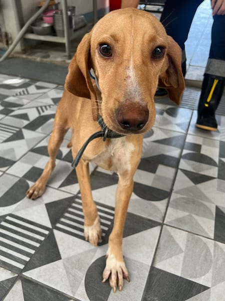 【待認養】混種犬 狗 (男生) - 苗栗縣動物保護教育園區