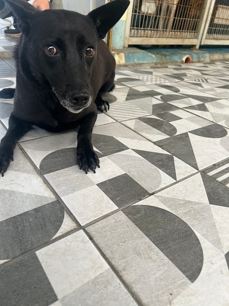 【待認養】混種犬 狗 (女生) - 苗栗縣動物保護教育園區