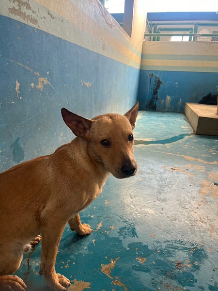 【待認養】混種犬 狗 (男生) - 苗栗縣動物保護教育園區