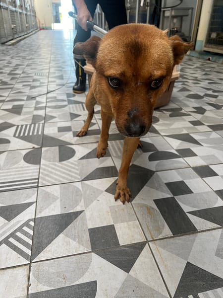 【待認養】混種犬 狗 (男生) - 苗栗縣動物保護教育園區