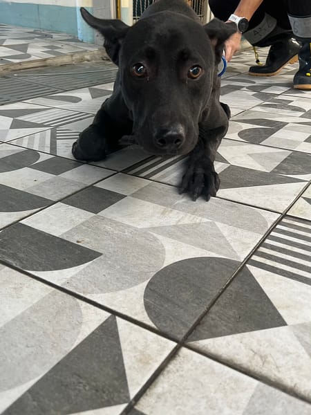 【待認養】混種犬 狗 (男生) - 苗栗縣動物保護教育園區