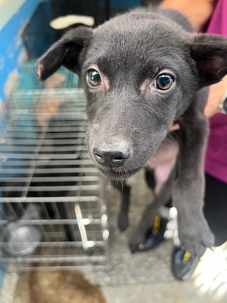 【待認養】混種犬 狗 (女生) - 苗栗縣動物保護教育園區