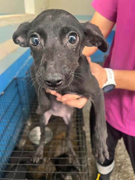 【待認養】混種犬 狗 (女生) - 苗栗縣動物保護教育園區