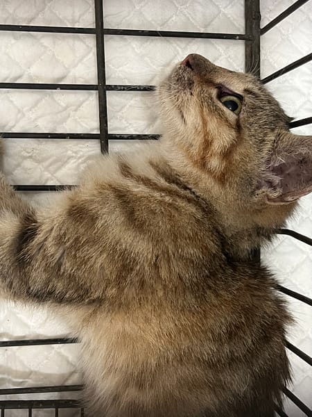 【待認養】混種貓 貓 (女生) - 金門縣動物收容中心