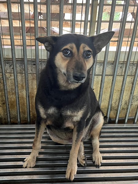 【待認養】混種犬 狗 (女生) - 彰化縣流浪狗中途之家