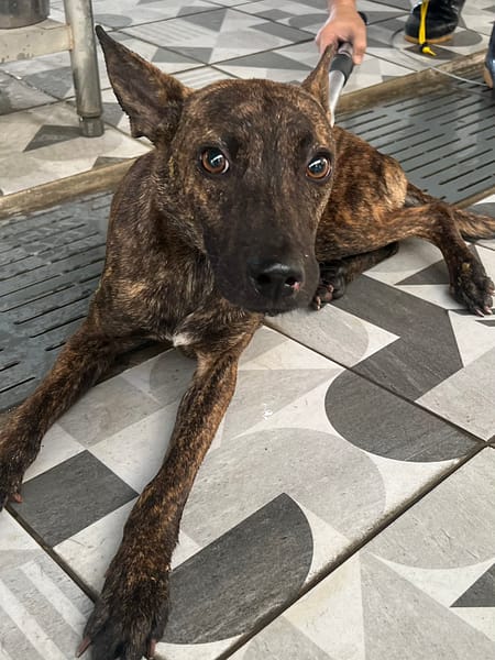 【待認養】混種犬 狗 (男生) - 苗栗縣動物保護教育園區