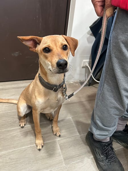 【待認養】混種犬 狗 (女生) - 新北市中和區公立動物之家