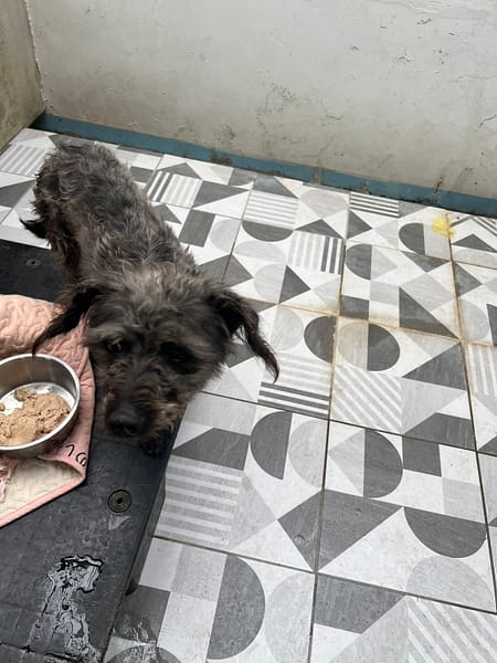 【待認養】混種犬 狗 (女生) - 苗栗縣動物保護教育園區