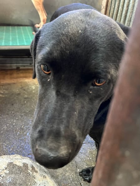 【待認養】混種犬 狗 (男生) - 彰化縣流浪狗中途之家