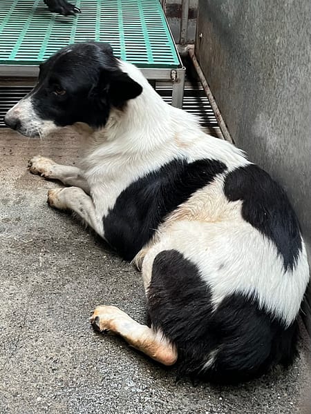 【待認養】混種犬 狗 (女生) - 彰化縣流浪狗中途之家