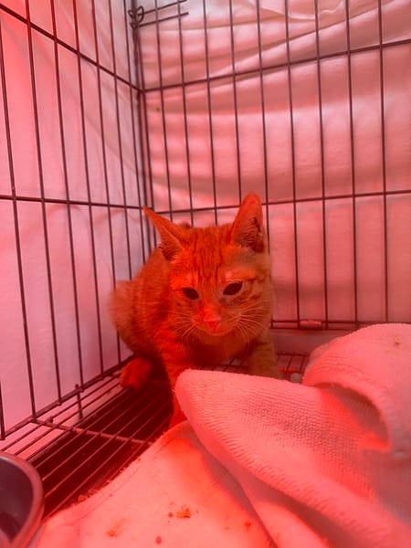 【待認養】混種貓 貓 (男生) - 新北市八里區公立動物之家